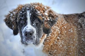 Zimowy obóz z psem 2019